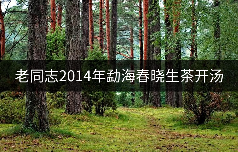 老同志2014年勐海春曉生茶開湯