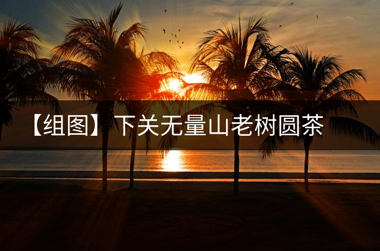 【組圖】下關(guān)無(wú)量山老樹(shù)圓茶開(kāi)湯 【組圖】下關(guān)無(wú)量山老樹(shù)圓茶開(kāi)湯