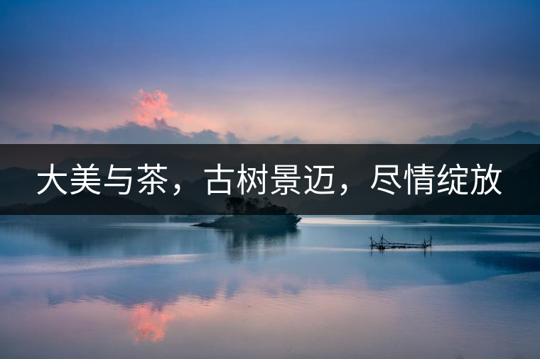大美與茶，古樹景邁，盡情綻放