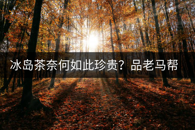 冰島茶奈何如此珍貴？品老馬幫之“冰島老寨”，答案在這里！