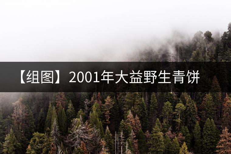【組圖】2001年大益野生青餅開湯