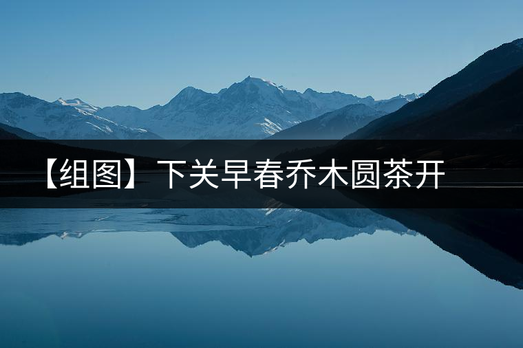【組圖】下關早春喬木圓茶開湯