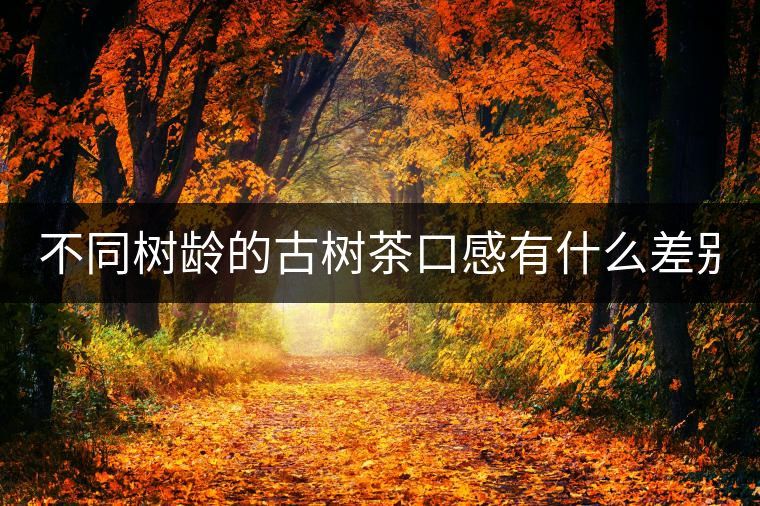 不同樹齡的古樹茶口感有什么差別？