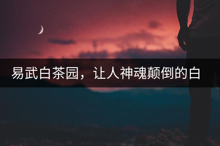 易武白茶園，讓人神魂顛倒的白妖精