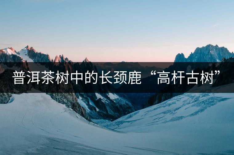 普洱茶樹(shù)中的長(zhǎng)頸鹿“高桿古樹(shù)”！