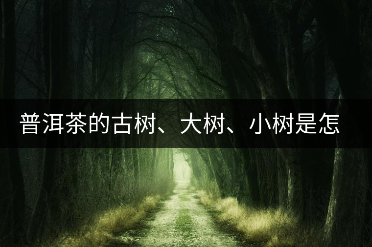 普洱茶的古樹、大樹、小樹是怎樣劃分的？