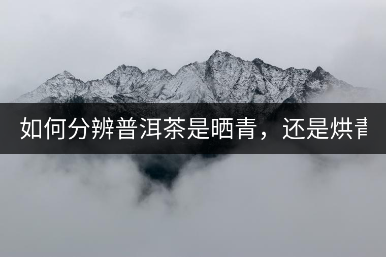 如何分辨普洱茶是曬青，還是烘青？
