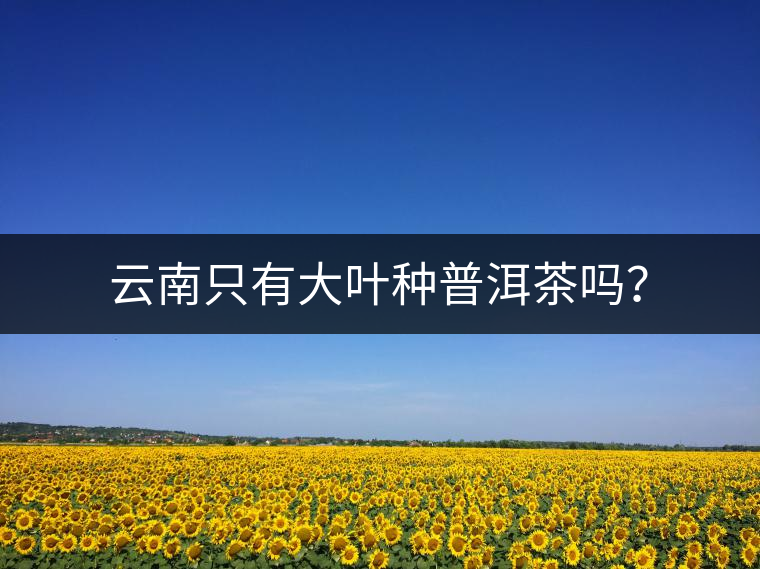 云南只有大葉種普洱茶嗎？