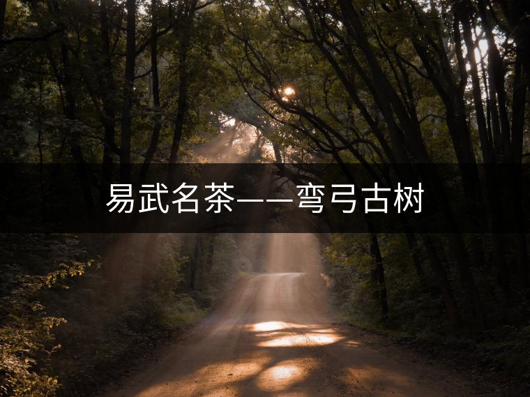 易武名茶——彎弓古樹