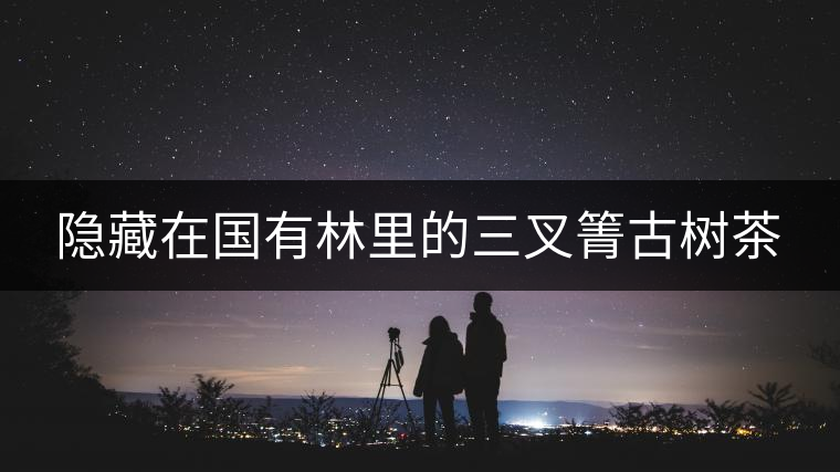 隱藏在國(guó)有林里的三叉箐古樹(shù)茶
