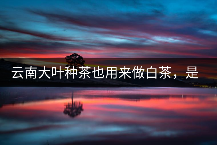 云南大葉種茶也用來做白茶，是真的好喝嗎？