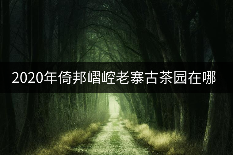 2020年倚邦嶍崆老寨古茶園在哪里？