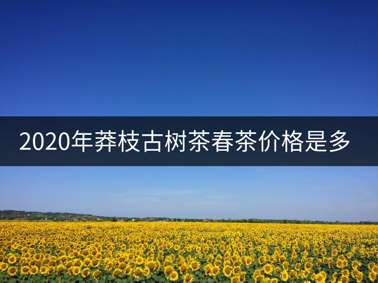 2020年莽枝古樹茶春茶價格是多少錢？