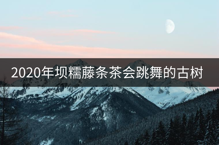 2020年壩糯藤條茶會(huì)跳舞的古樹茶，堪稱天下一絕！