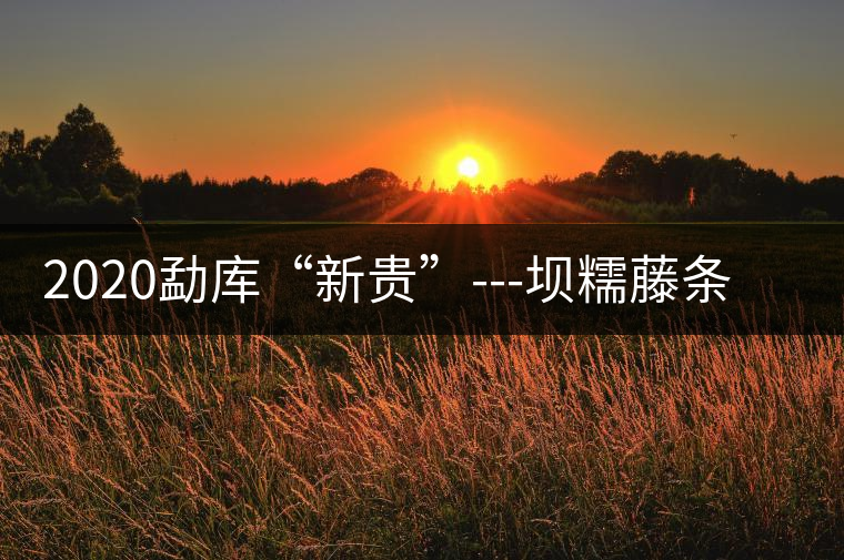 2020勐庫“新貴”---壩糯藤條茶，是如何一夜爆紅的？