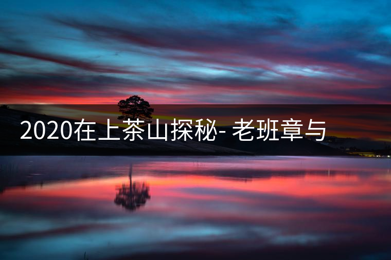 2020在上茶山探秘- 老班章與新班章，一母所生，一念之間，際遇迥異