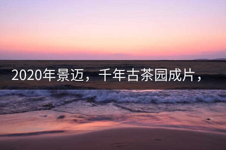 2020年景邁，千年古茶園成片，蘭花香堪稱一絕！