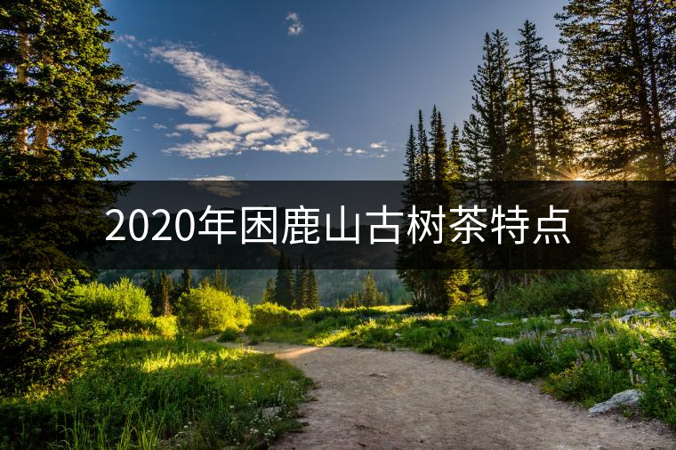 2020年困鹿山古樹茶特點(diǎn) 2020年困鹿山古樹茶特點(diǎn)