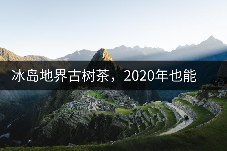 冰島地界古樹茶，2020年也能便宜喝到的冰島古樹茶