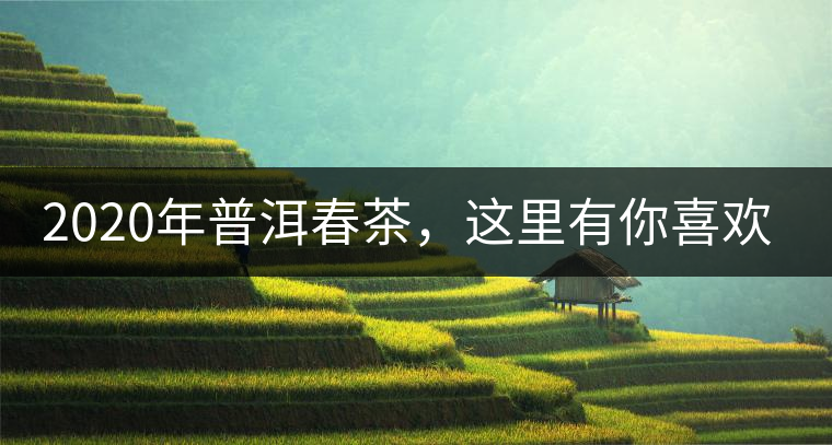 2020年普洱春茶，這里有你喜歡的山頭嗎？