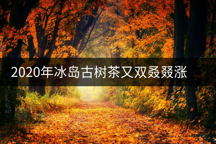 2020年冰島古樹茶又雙叒叕漲價了，今年的普洱春茶準備你下手嗎