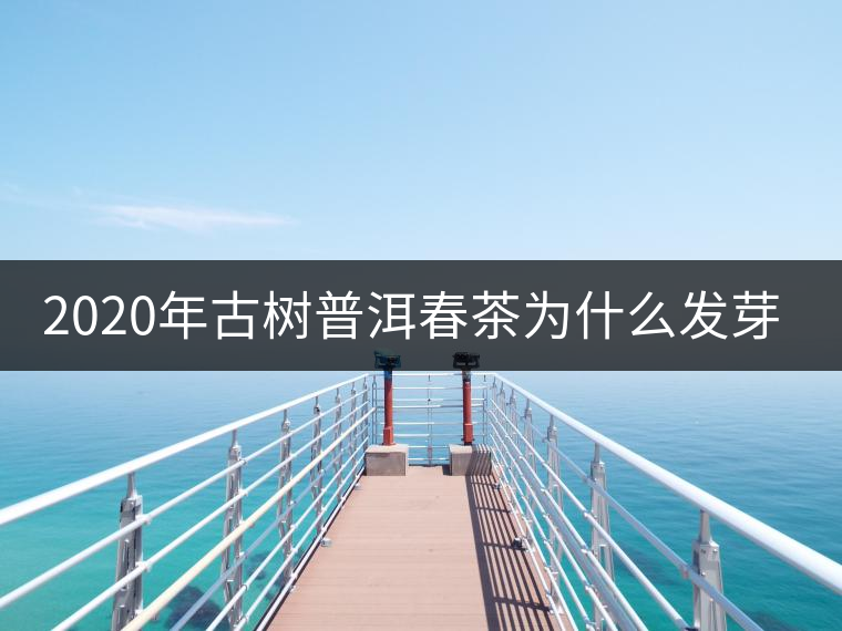 2020年古樹普洱春茶為什么發(fā)芽較晚？