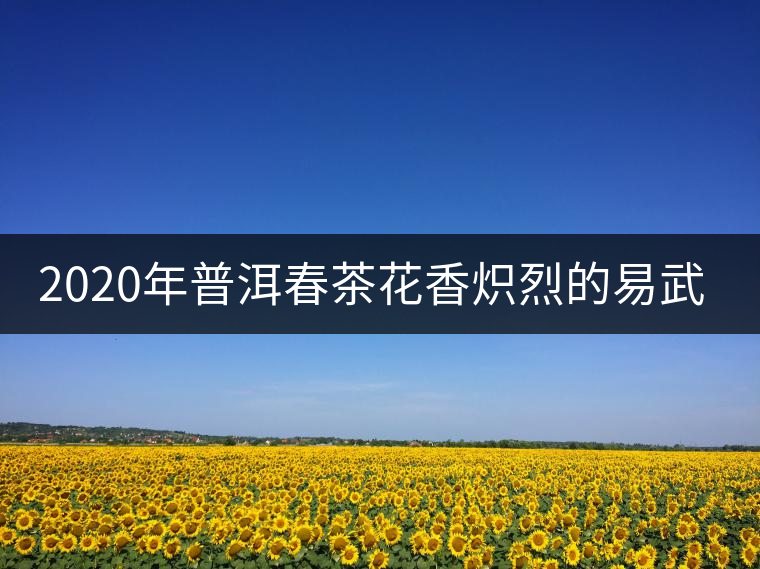 2020年普洱春茶花香熾烈的易武天門山