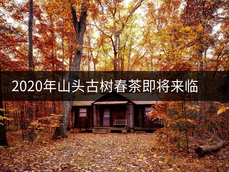 2020年山頭古樹春茶即將來臨，開啟山頭茶的既然是它