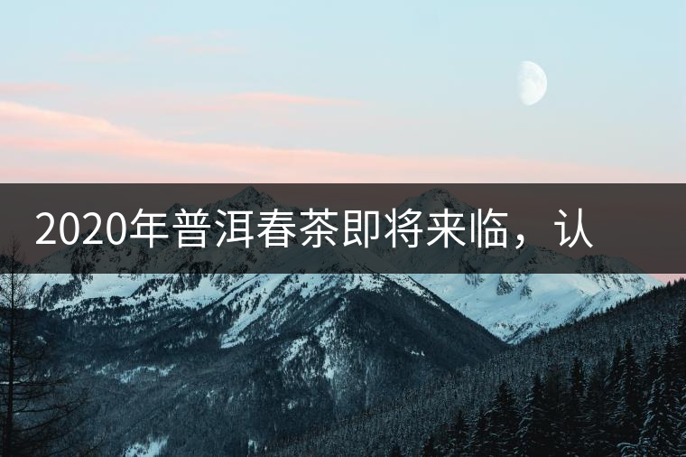 2020年普洱春茶即將來臨，認定這4個標準判斷一款好茶不再是難題！