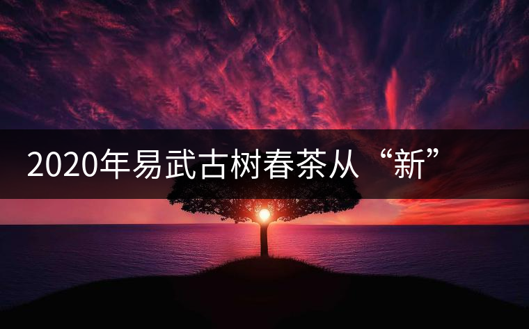 2020年易武古樹春茶從“新”到“老”，如何完成蛻變的？