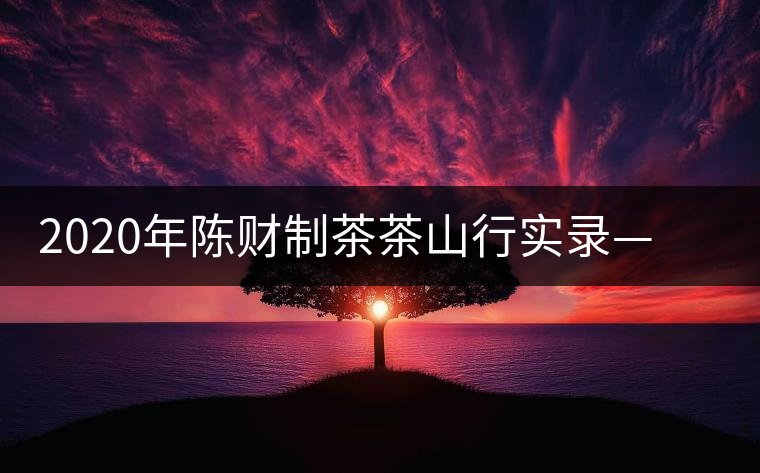 2020年陳財制茶茶山行實錄——一杯難忘的刮風寨茶坪古樹茶