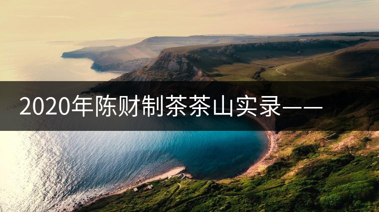 2020年陳財(cái)制茶茶山實(shí)錄——彎弓，易武古樹(shù)茶傳奇的起點(diǎn)