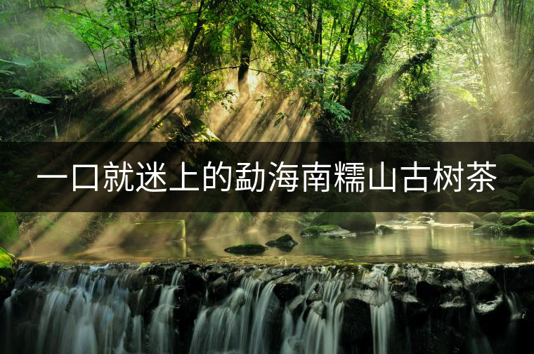 一口就迷上的勐海南糯山古樹茶