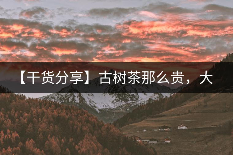 【干貨分享】古樹茶那么貴，大家為什么還在瘋狂追求？
