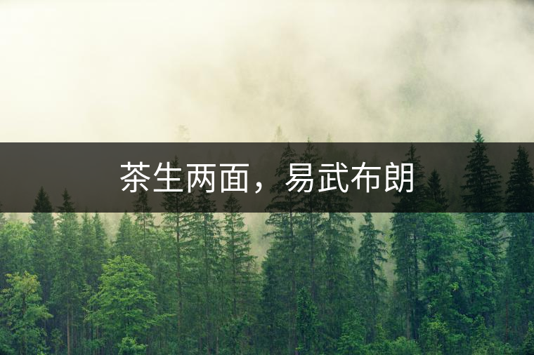 茶生兩面，易武布朗