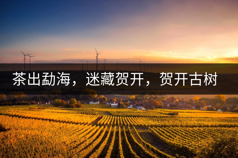 茶出勐海，迷藏賀開，賀開古樹普洱茶