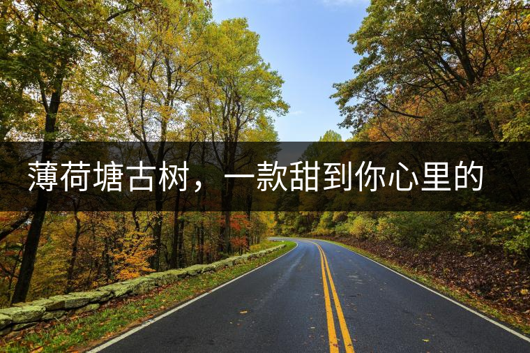 薄荷塘古樹(shù)，一款甜到你心里的普洱茶