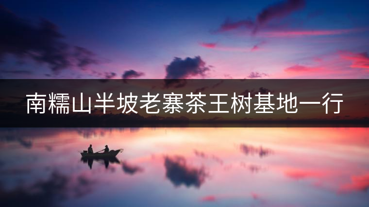 南糯山半坡老寨茶王樹基地一行