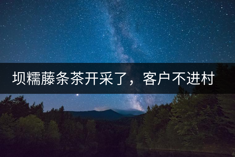 壩糯藤條茶開采了，客戶不進村，村民怎么賣茶？