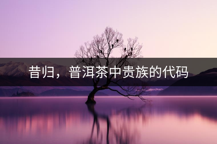 昔歸，普洱茶中貴族的代碼