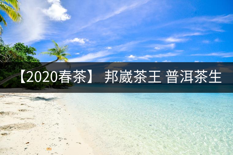 【2020春茶】 邦崴茶王 普洱茶生茶 200g生茶餅
