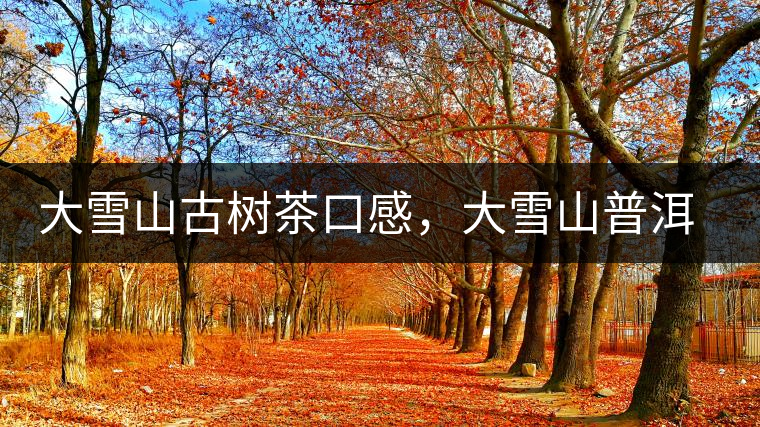 大雪山古樹茶口感，大雪山普洱茶價(jià)格