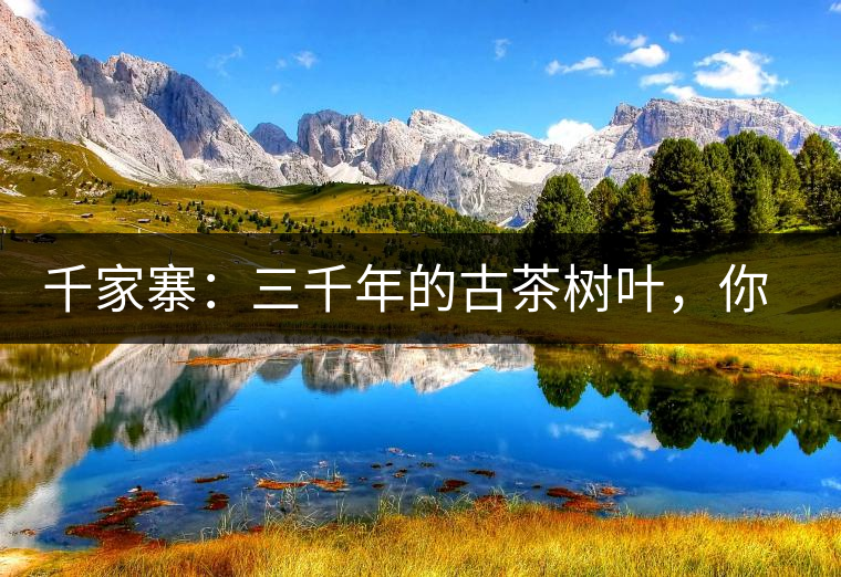 千家寨：三千年的古茶樹葉，你還有機(jī)會喝到嗎？