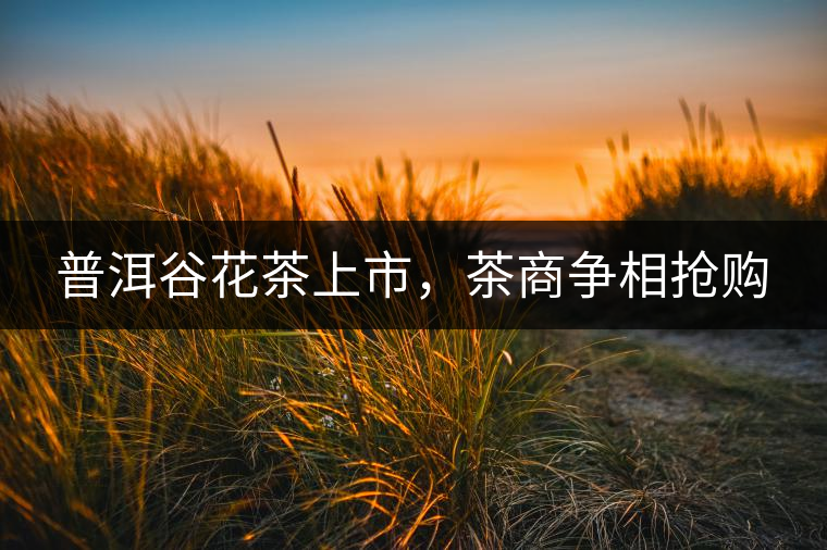 普洱谷花茶上市,茶商爭相搶購 普洱谷花茶上市,茶商爭相搶購