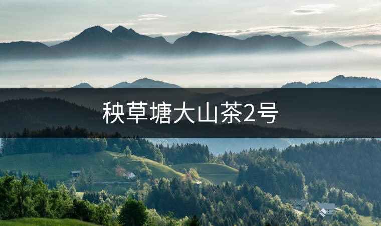 秧草塘大山茶2號