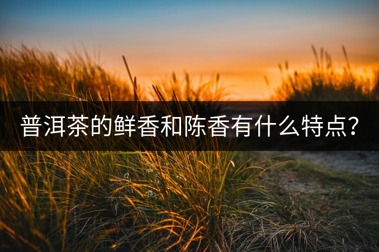普洱茶的鮮香和陳香有什么特點？