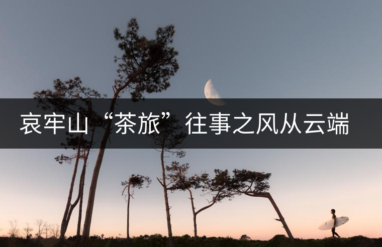 哀牢山“茶旅”往事之風從云端來