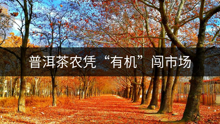 普洱茶農(nóng)憑“有機”闖市場