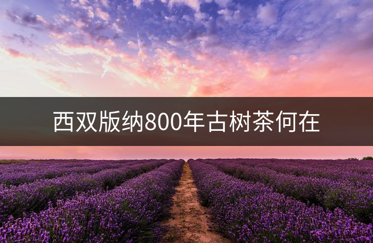 西雙版納800年古樹茶何在