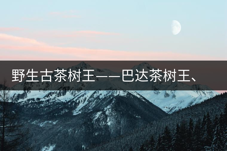 野生古茶樹(shù)王——巴達(dá)茶樹(shù)王、千家寨茶樹(shù)王及錦繡茶祖